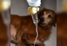 Blood Transfusion in dogs